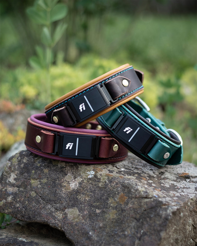 Fi Compatible Dog Collars - Leather