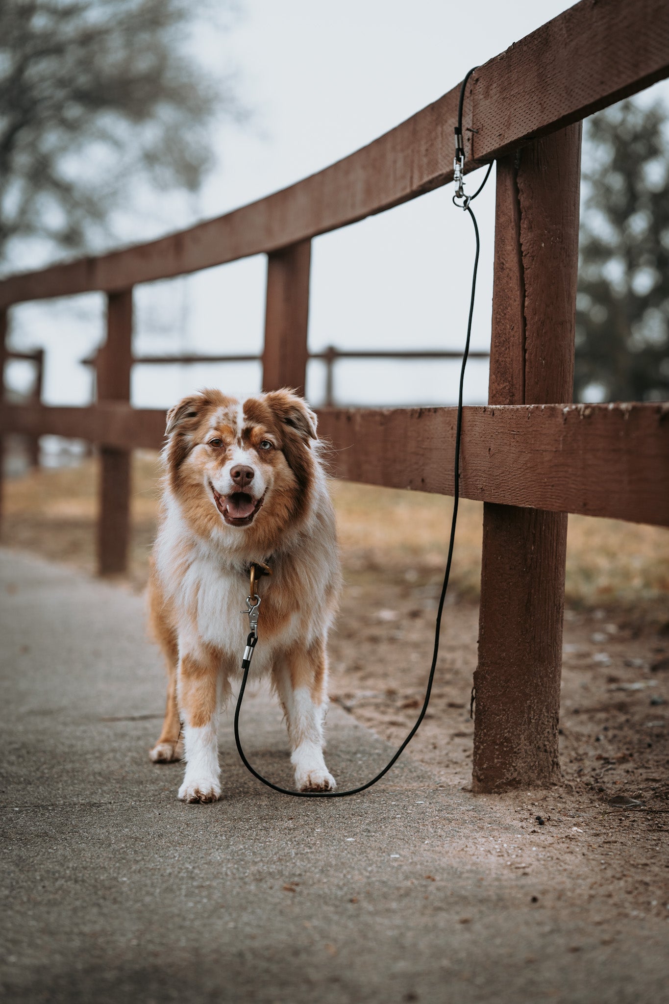 Handmade in Philadelphia – Sexy Beast Dog Collars