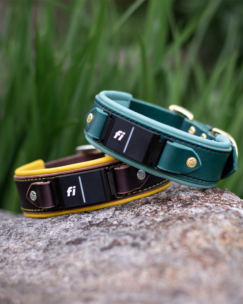 Durango 1.5" Buckle Collar for Fi GPS Trackers