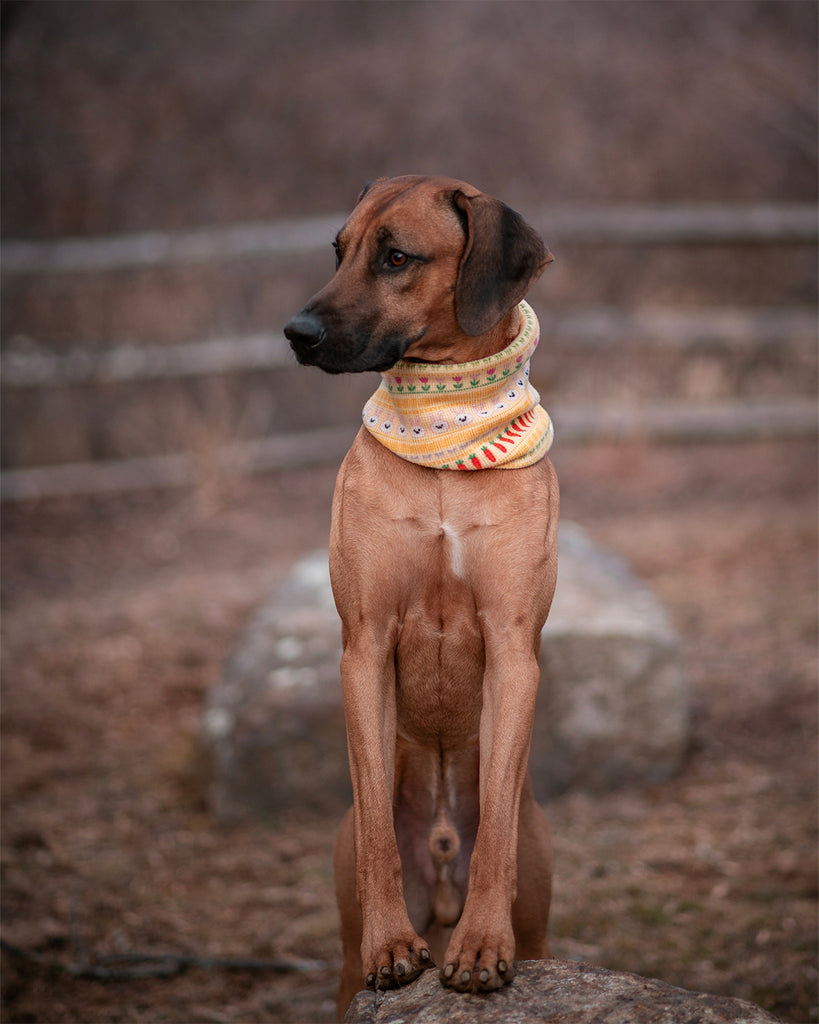 Spring Sweater Ruff