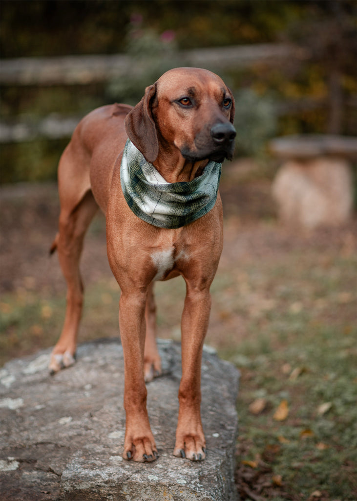 Jasper Ruff