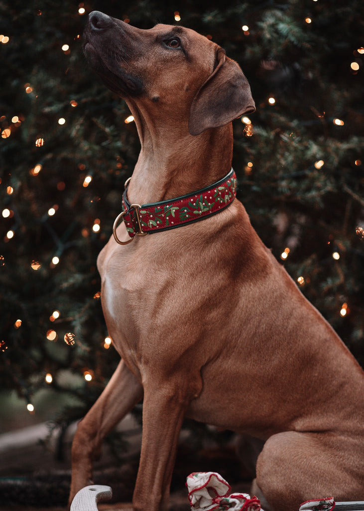 Mistletoe Holiday Dog Collar