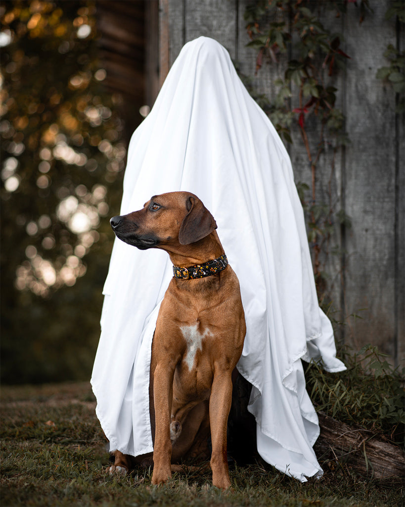 Spooky Splash! Biothane Dog Collars