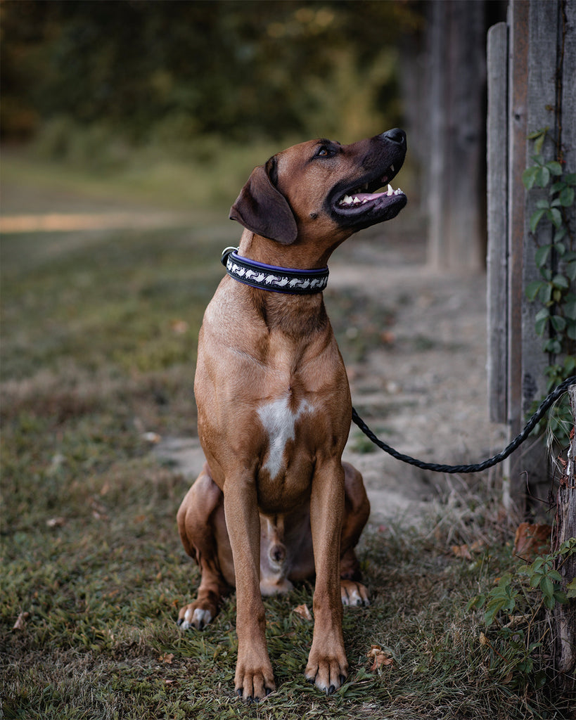 Stay Spooky! Deluxe Dog Collar