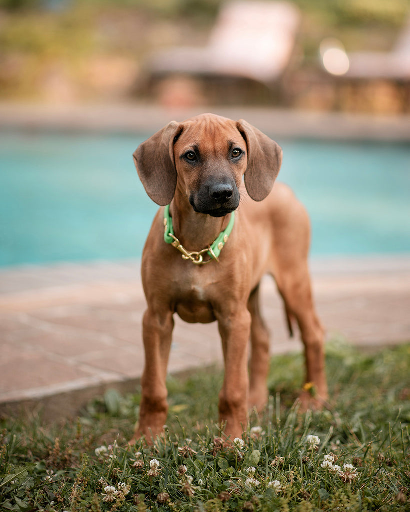 BioThane® Snap/Tag Collars