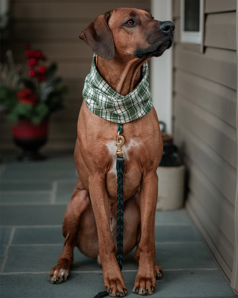 Cameron Ruff - Sexy Beast Dog Collars