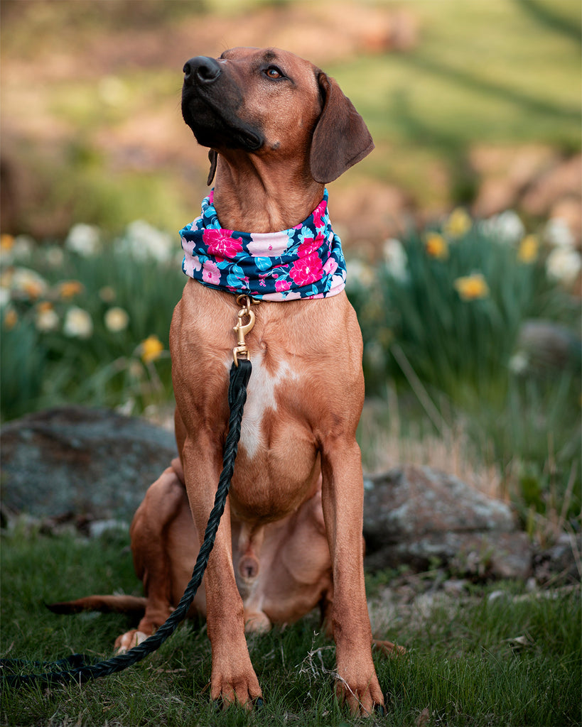 Maui Ruff