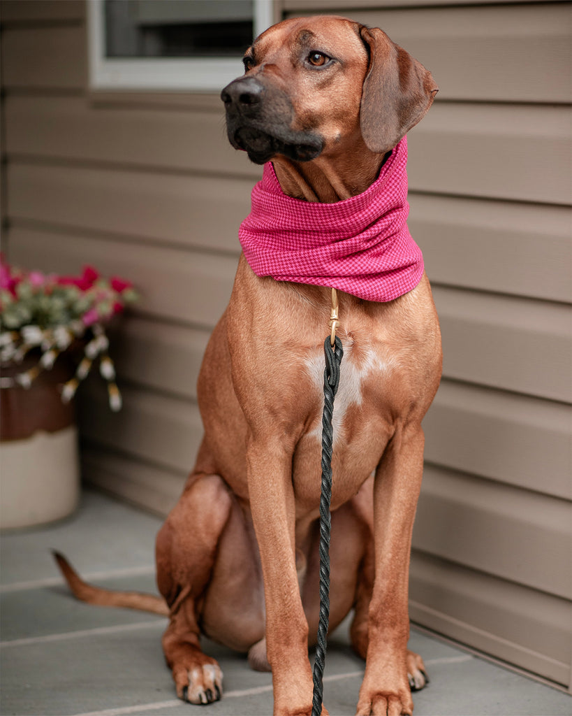 PinkTober Ruff - Sexy Beast Dog Collars