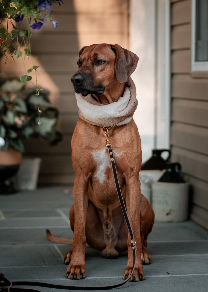 Leather Adventure Multi-Function Dog Leash