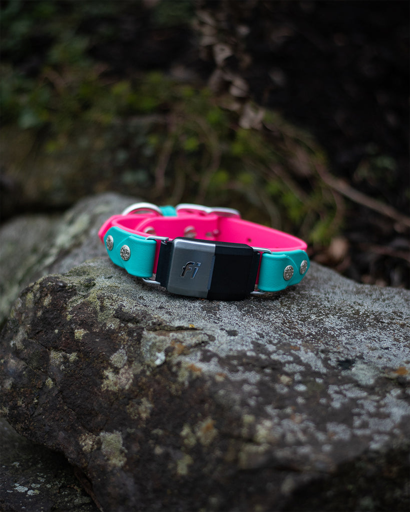 Lakeside 1" Fi compatible collar - Flamingo and Turquoise - SIZE 13"-15" belt-style buckle - silver hardware