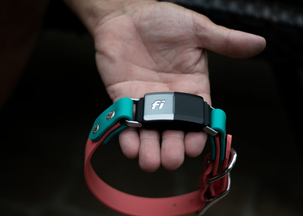 Tahoe in-Line Buckle Collar For Fi GPS Trackers